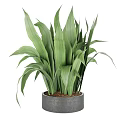 Lush Green Leafy Potted Plant with Broad Leaves in Gray Ceramic Pot