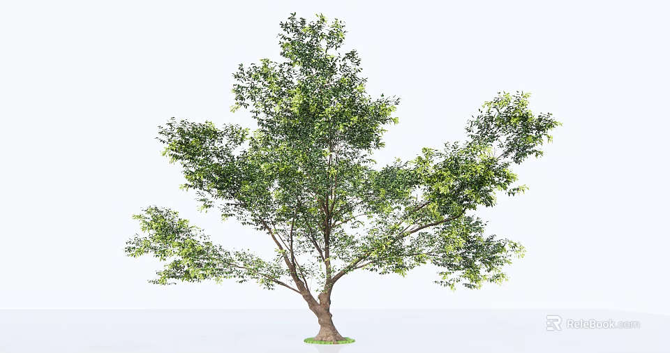 Lush Green Tree With Thick Trunk And Dense Foliage In Natural Setting 3d model 