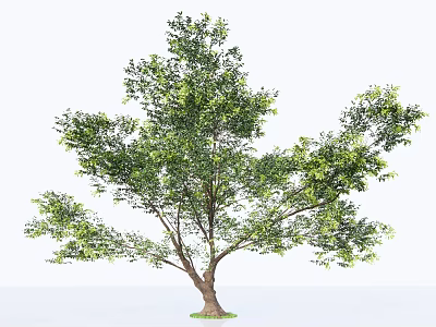 Lush Green Tree With Thick Trunk And Dense Foliage In Natural Setting 3d model