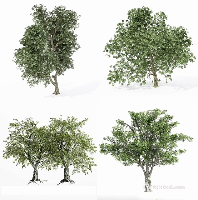 Four Various Types of Arbor Trees with Green Foliage for Landscaping Design 3d model 