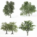 Four Various Types of Arbor Trees with Green Foliage for Landscaping Design