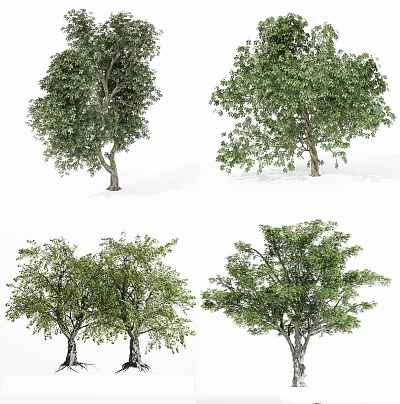 Four Various Types of Arbor Trees with Green Foliage for Landscaping Design 3d model