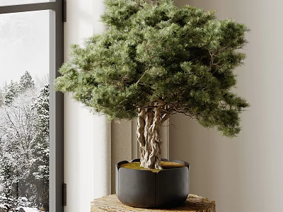 Pine Bonsai Plant With Twisted Trunk In Black Ceramic Pot On Wooden Stand By Window 3d model