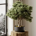 Pine Bonsai Plant With Twisted Trunk In Black Ceramic Pot On Wooden Stand By Window