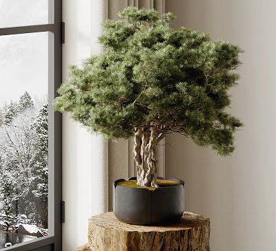 Pine Bonsai Plant With Twisted Trunk In Black Ceramic Pot On Wooden Stand By Window 3d model