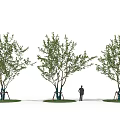 Three Arbor Trees With Green Foliage In Landscape Scene Featuring Human Figure For Scale