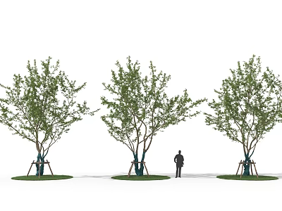 Three Arbor Trees With Green Foliage In Landscape Scene Featuring Human Figure For Scale 3d model