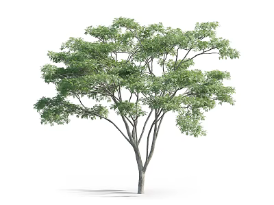 Tall Arbor With Lush Green Foliage And Strong Trunk On White Background 3d model