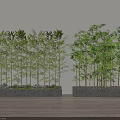 Potted Bamboo Plants In Rectangular Stone Planters With Light Walls Wooden Floors And Small Pebbles