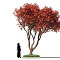 Ornamental Arbor With Lush Vibrant Red Leaves And Human Figure For Scale Decoration