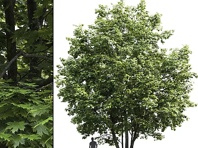 Vibrant Tall Arbor Tree With Lush Green Foliage Dense Canopy And Strong Trunk 3d model