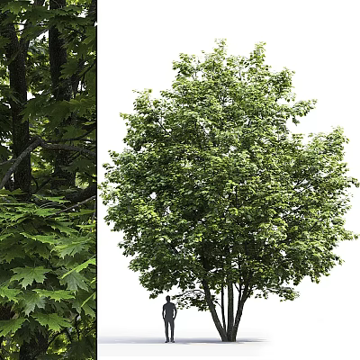 Vibrant Tall Arbor Tree With Lush Green Foliage Dense Canopy And Strong Trunk 3d model