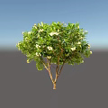 Lush Arbor With Green Leaves And White Flowers In Natural Setting