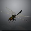Vibrant Dragonfly With Green Body Red Head And Transparent Wings On Dark Background