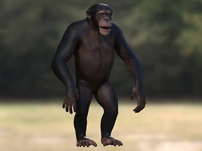 African Chimpanzee Ape Wild Animal model