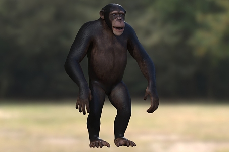 African Chimpanzee Ape Wild Animal 3d model