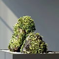 Bonsai Plant With Moss Covered Rocks In Minimalist White Container And Pebbles