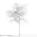 Bare Arbor Tree With Straight Trunk And Spreading Branches Against Blue Sky With White Clouds 3d model