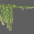 Hanging Green Vine With Lush Leaves And White Small Flowers For Natural Decoration