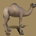 Realistic Standing Camel With Light Brown Fur On Sandy Desert Ground