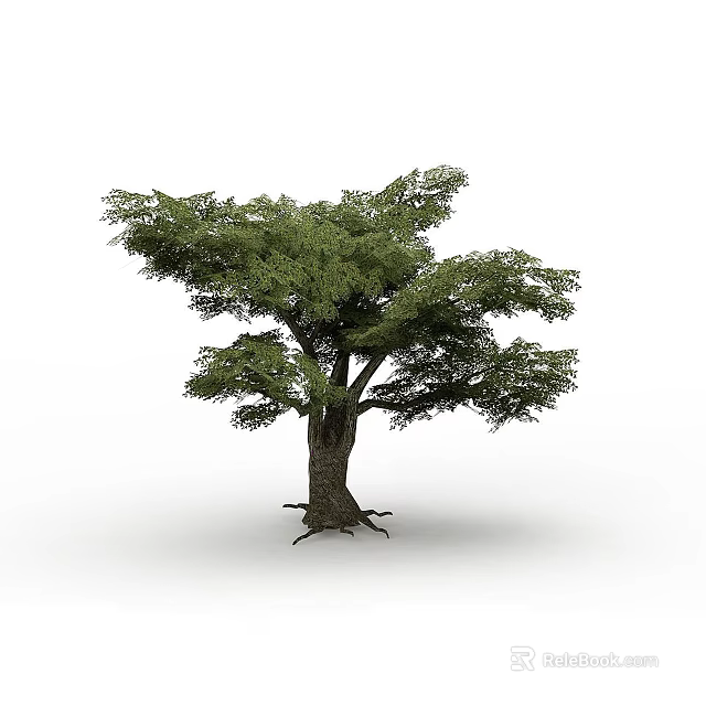 Arbor with Lush Green Foliage Thick Trunk and Exposed Roots on White Background 3d model 