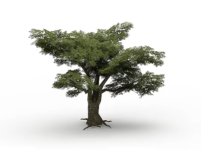 Arbor with Lush Green Foliage Thick Trunk and Exposed Roots on White Background 3d model