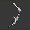 3D Rendered White Skeleton Arm And Hand With Reflection On Dark Background