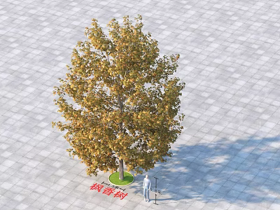 Dove Tree Davidia involucrata Standing On Paved Square With Person Figure For Scale 3d model