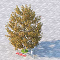 Dove Tree Davidia involucrata Standing On Paved Square With Person Figure For Scale