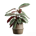 Potted Plant with Red and Green Leaves in Woven Texture Pot for Indoor Decoration