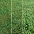 Various Types of Green Natural Grass Lawn Textures for Garden Landscaping