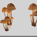 Natural Growing Mushroom Plants Featuring Brown Caps Slender Stems And Orange To Dark Brown Hues