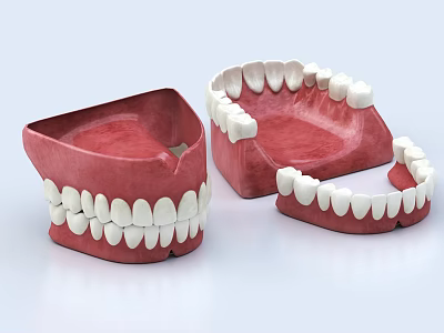3D Model of Human Teeth and Gums with Upper and Lower Jaw Structure 3d model
