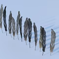 Arranged Feathers in Gray Black Beige Tones on Light Blue Background with Shadows