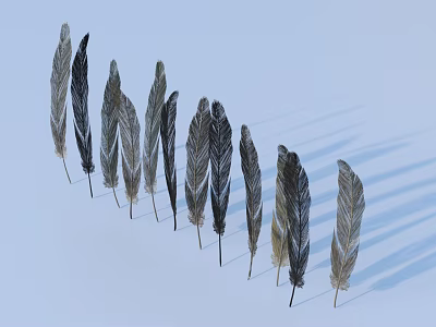 Arranged Feathers in Gray Black Beige Tones on Light Blue Background with Shadows 3d model
