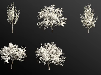 Detailed White Blossom Arbor Trees with Different Shapes on Black Background 3d model