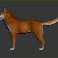 Orange and white Shiba Inu standing on reflective surface with gray background
