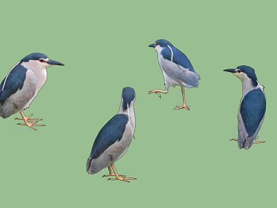 Little Bird 3d model