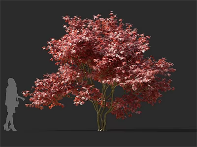 Ornamental Red Leaf Tree with Lush Foliage and Human Silhouette for Scale 3d model
