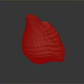 Marine Mollusk Shell With Textured Surface And Light Brown Color On Dark Background