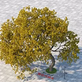 Yellow Leaf Arbor with Curved Trunk on Gray Tiled Ground Height 5.2 Meters