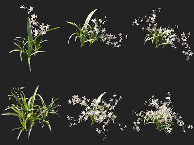 Orchid Tooth Tongue Orchid Grass Ornamental Flowers and Grasses Courtyard Flowers and Grasses 3d model