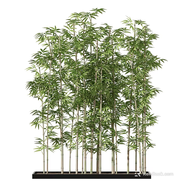 Tall Lush Bamboo Plants With Green Leaves And Slender Stems In Natural Growth 3d model 