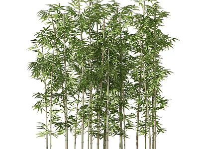 Tall Lush Bamboo Plants With Green Leaves And Slender Stems In Natural Growth 3d model