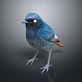 Vibrant Blue Bird With White Eye Patch And Orange Tail Standing On Dark Surface 3d model
