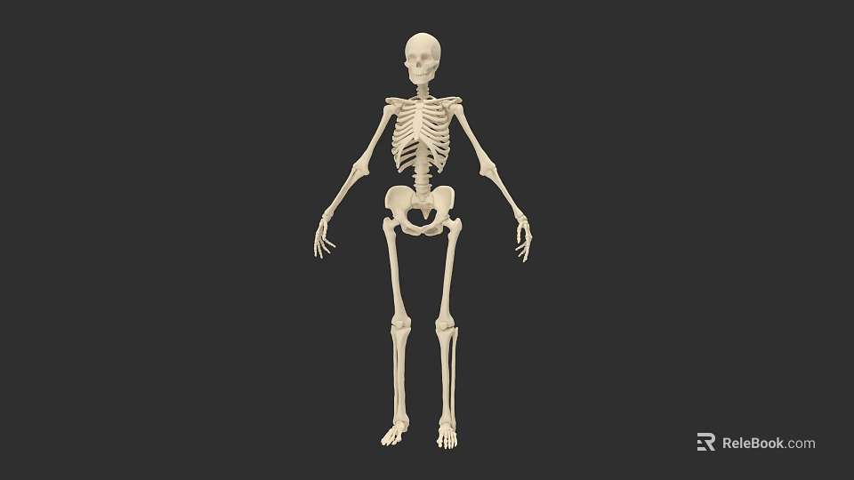 Detailed Human Skeletal System Anatomical Structure With Bone Components And Joints 3d model 