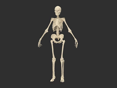 Detailed Human Skeletal System Anatomical Structure With Bone Components And Joints 3d model