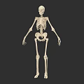 Detailed Human Skeletal System Anatomical Structure With Bone Components And Joints