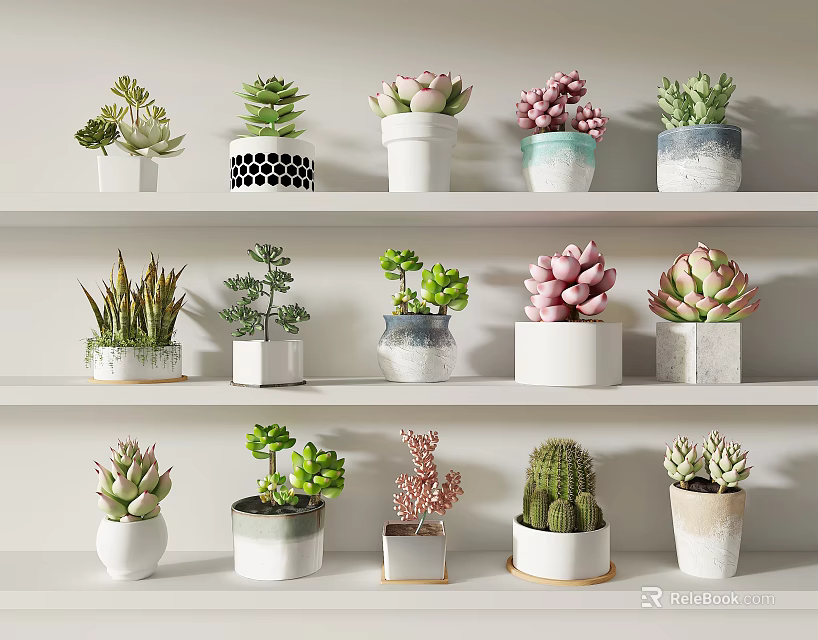 Various Potted Succulent Plants On White Shelves For Indoor Home Decor 3d model 