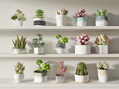 Various Potted Succulent Plants On White Shelves For Indoor Home Decor 3d model